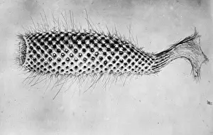 Euplectellidae Drucke: Glaskugel wahrscheinlich Euplectella suberea