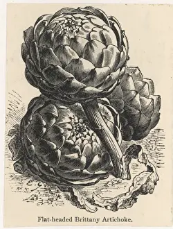 Vegetable Gardening Tips Drucke: Globe Artichoke