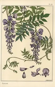 Eugene Grasset Drucke: Glycin botanischer Studium