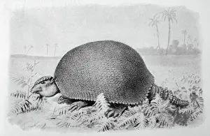 Drucke von Ein riesiger Vorläufer des Armades von der Eiszeit im südamerikanischen Süden (nähe von Buenos Aires), mehr als zwei Meter lang Gürteltier Drucke: Glyptodonasper