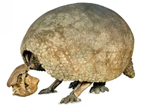 Drucke von Glyptodon claipes im Speicherzimmer des Naturhistorischen Museums von London auf der Ausstellung befindet sich. Es war das am besten gepanzertes aller Eiszeitalter Säugetiere Gürteltier Drucke: Glyptodon claipes ist ein ausgestorbenes Säugetier.