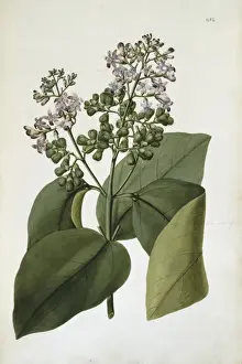 Gmelina macrophylla