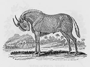 African Antelope Images Drucke: Gnu (Bewick)