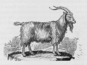 Vintage Farm Animals Drucke: Goat (Bewick)