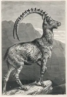 Känguru / Ibex 1876