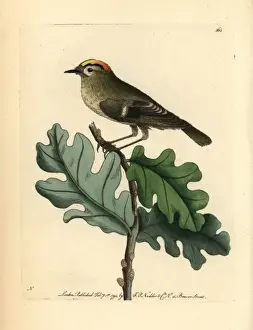 Naturalists Miscellany Collection Drucke: Goldcrest, Regulus regulus