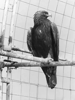Drucke von Ein Goldener Adler. Datum: 1960er Jahre Steinadler Drucke: Goldener Adler