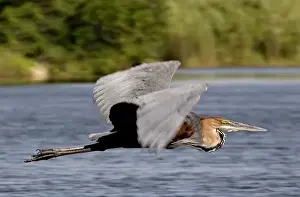 Drucke von Goliath-Schwanenhals - Im Flug (Ardea goliath). Moremi - Okavango-Delta - Botswana - Afrika Goliathreiher Drucke: Goliath-Schreiadler - Im Flug.