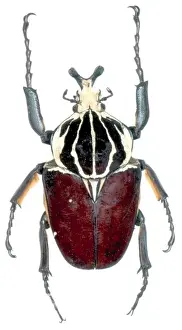 Goliatus Goliatus, Gliederbär