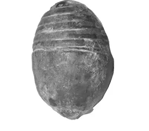 Gomphoceras pyriformis, Nautiloidier