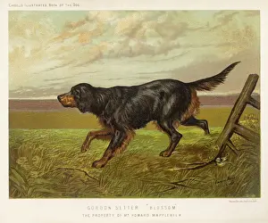 Drucke von Ein Gordon Setter im Feld, mit seinem klassischen schwarzen und braunen Farbmusterkombination Jagdhund Drucke: Gordonschwanz (Schwanz)