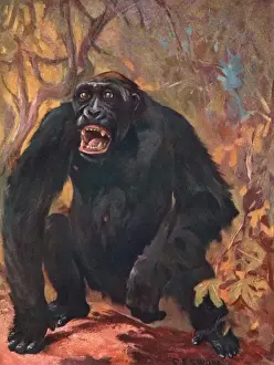 Male Gorilla Drucke: Gorilla / Cuthbert Swan