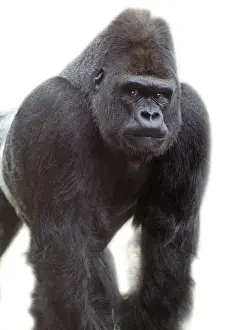 Gorilla Gorilla, Gorilla