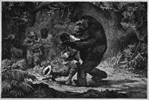 Historical Animal Prints Drucke: Gorilla and Victim
