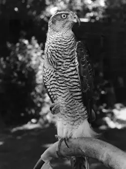 Birds Of Prey Artwork Drucke: A GOSHAWK