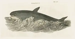 Grampus-Wale