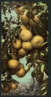 Nostalgic Coloured Photographs Drucke: Grape fruit