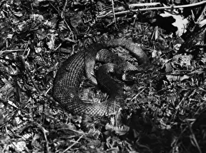 Grass Snake Species Drucke: Grass Snake