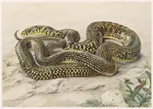 Grass Snake Species Drucke: Grass Snake G and Y