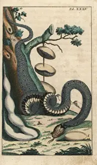 Gottlieb Tobias Wilhelm Prints Drucke: Grass snake, Natrix natrix
