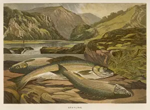 Historical Fish Photographs Drucke: A GRAYLING / 1864