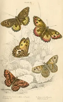 Grauglanzschmetterlinge