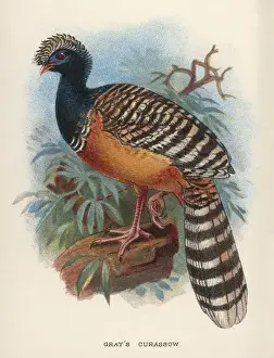 Grauhaubenwildschwein