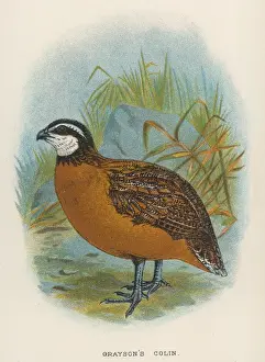 British Game Birds Drucke: Graysons Colin