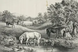 Farm Animals Grazing Drucke: The grazing farm