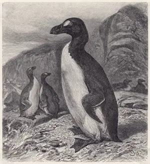 Großer Eider ist ausgestorben