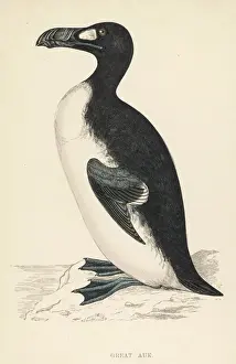 Drucke von Der große Eider oder Auerhuhn (Pinguinus impennis), der seinen letzten Kampf um die Überlebens auf einer kleinen Insel vor Island im Jahr 1844 verlor, hauptsächlich wegen überjagung Island Drucke: Großer Eider ausgestorben