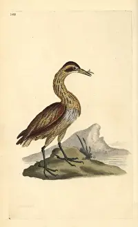 Copperplate Engravings Online Drucke: Great bittern, Botaurus stellaris
