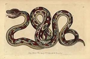 Snake Illustration Drucke: Great boa, Boa constrictor