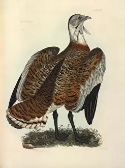 Birds Of Prey Illustration Drucke: Great Bustard