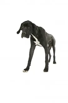 Large Dog Breeds Drucke: Great Dane