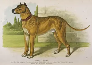 Historical Dogs Drucke: Great Dane (Dalziel)