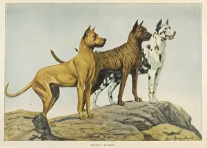 Drei große Deutscher Dogge