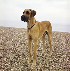 Großer Hund auf einer sandigen Küste