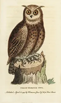 Drucke von Großer Hornschwalbenfuchs (Bubo virginianus) - Händeschwarze Kupferstechung aus 'The Naturalist's Pocket Magazine', von Harrison in London um 1800 E Drucke: Großer Hornschwalben Adler, Bubo virginianus