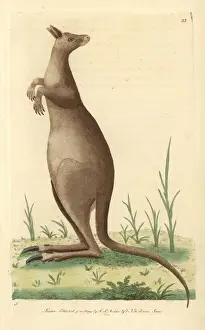 Drucke von Großer Känguru oder östlicher Graukänguru, Macropus giganteus. Händegestangelschnitzerei aus Kupferplatte von George Shaw und Frederick Nodders 'The Naturalist's Miscellany', 1800 Östliches Graues Känguru Drucke: Großer Känguru oder östlicher Graukänguru, Macropus giganteus