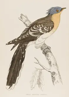 19th Century Bird Art Drucke: Great Spotted Cuckoo