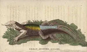 Naturalist Pocket Magazine Drucke: Great spotted lizard with a forked or double