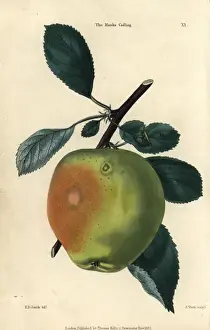 Drucke von Grüne Früchte und Blätter der Manx-Codlin-Melone (Manks Codling Apfel), Malus domestica... Handgezeichnet von E.D. Smith nach Watts aus Charles McIntoshs Flora and Pomona 1829 Edwin Dalton Smith Drucke: Grüner Obst und Blätter der Manxschen Kornblume