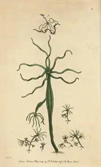 Frederick Nodder Engraving Drucke: Green polype or Hydra