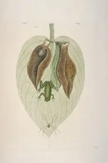 Grüner Frosch