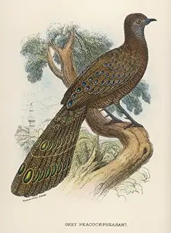 Drucke von Grauer Pfeifenscharz (Polyplectron chapensis) Grauer Pfaufasan Drucke: Grauer Pfeifenscharzgeier