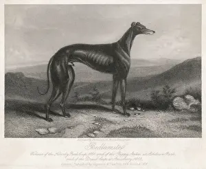 Grauhund Zerwürfel