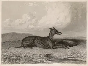 Grauhund und Hasen