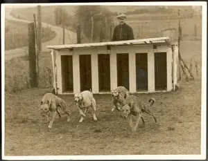 Hundetraining auf Greyhounds