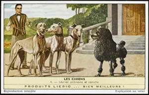Greyhound Breeds Drucke: Greyhounds and Poodle